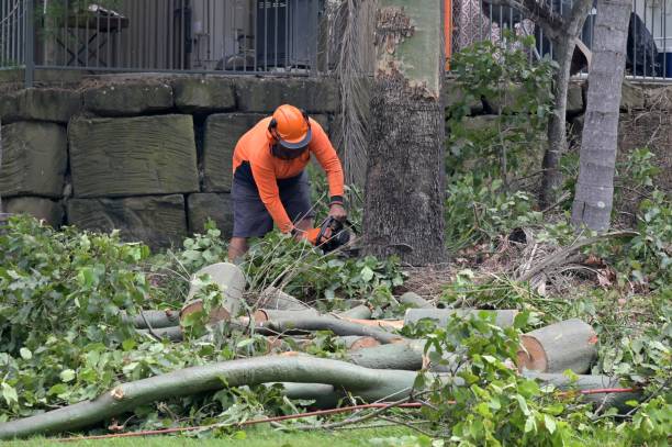 Trusted Mountain View, AR Tree Service Experts